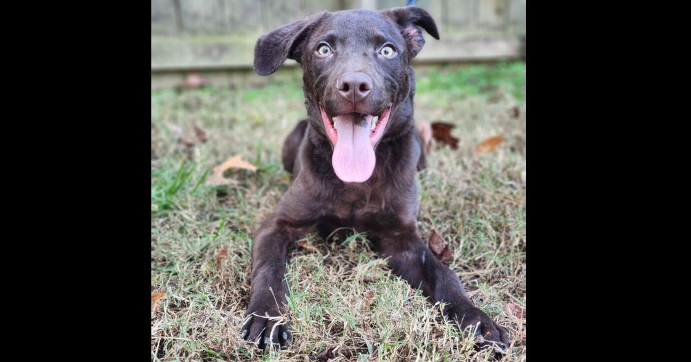 Eddie, a Adopted mixed breed in Naperville, IL image 2/6