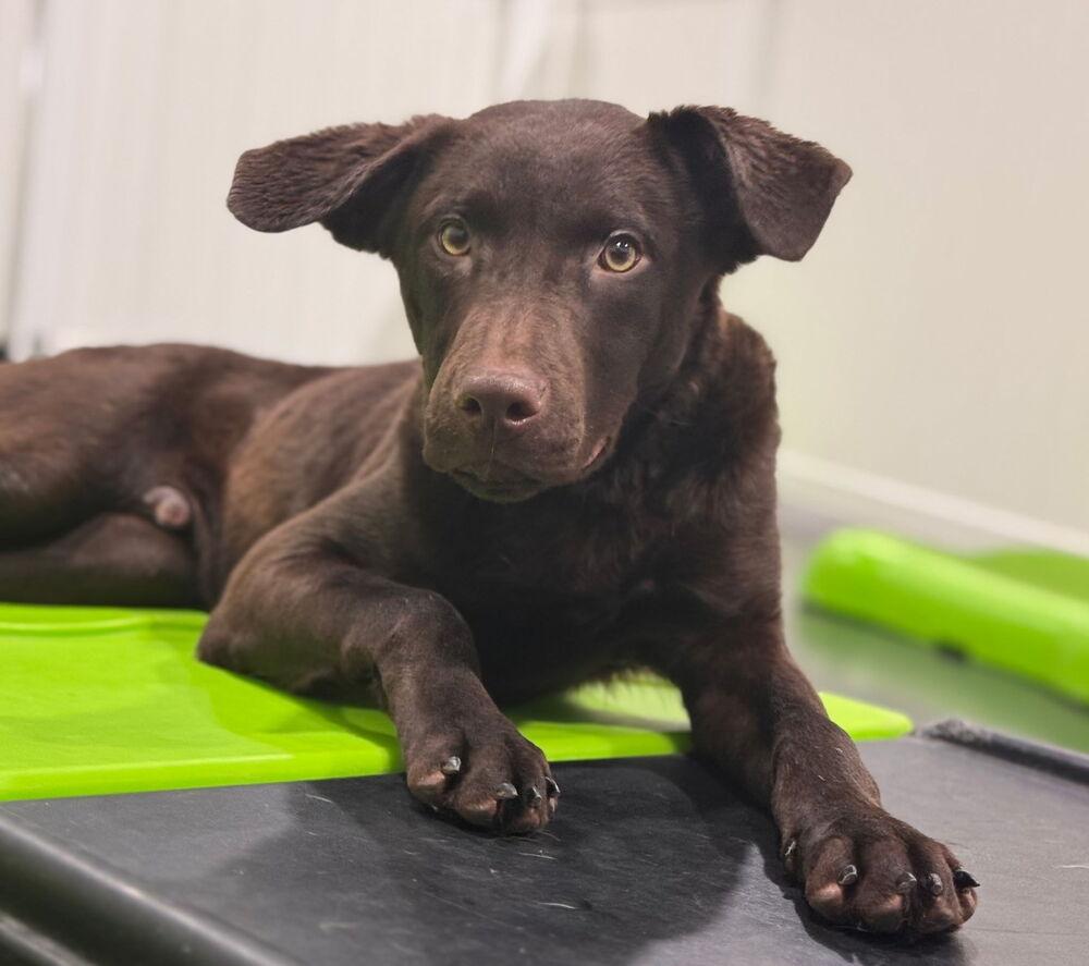 Eddie, a Adopted mixed breed in Naperville, IL image 3/6