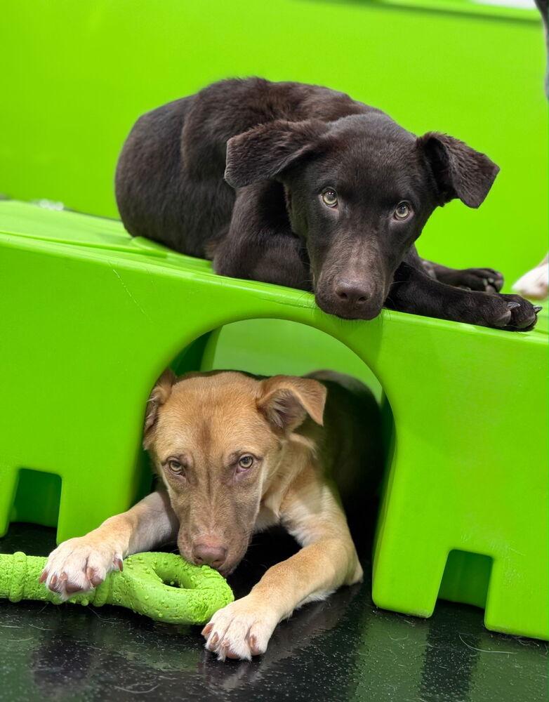 Eddie, a Adopted mixed breed in Naperville, IL image 4/6