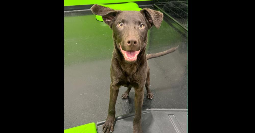 Eddie, a Adopted mixed breed in Naperville, IL image 5/6