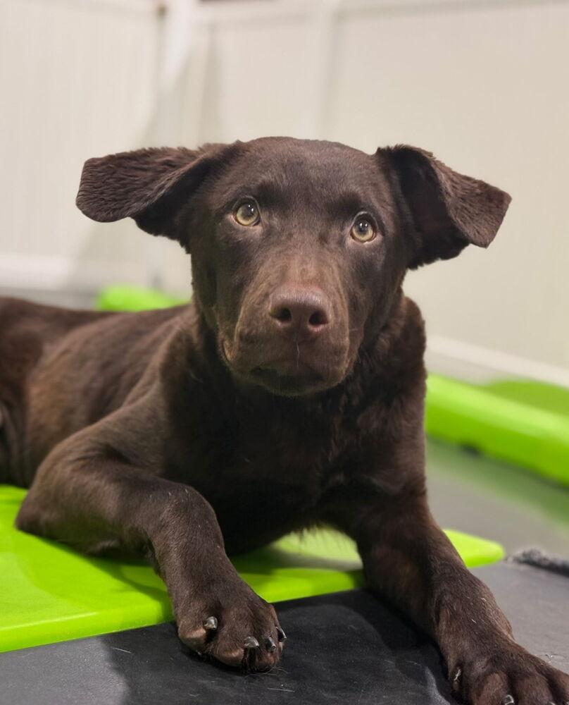 Eddie, a Adopted mixed breed in Naperville, IL image 6/6