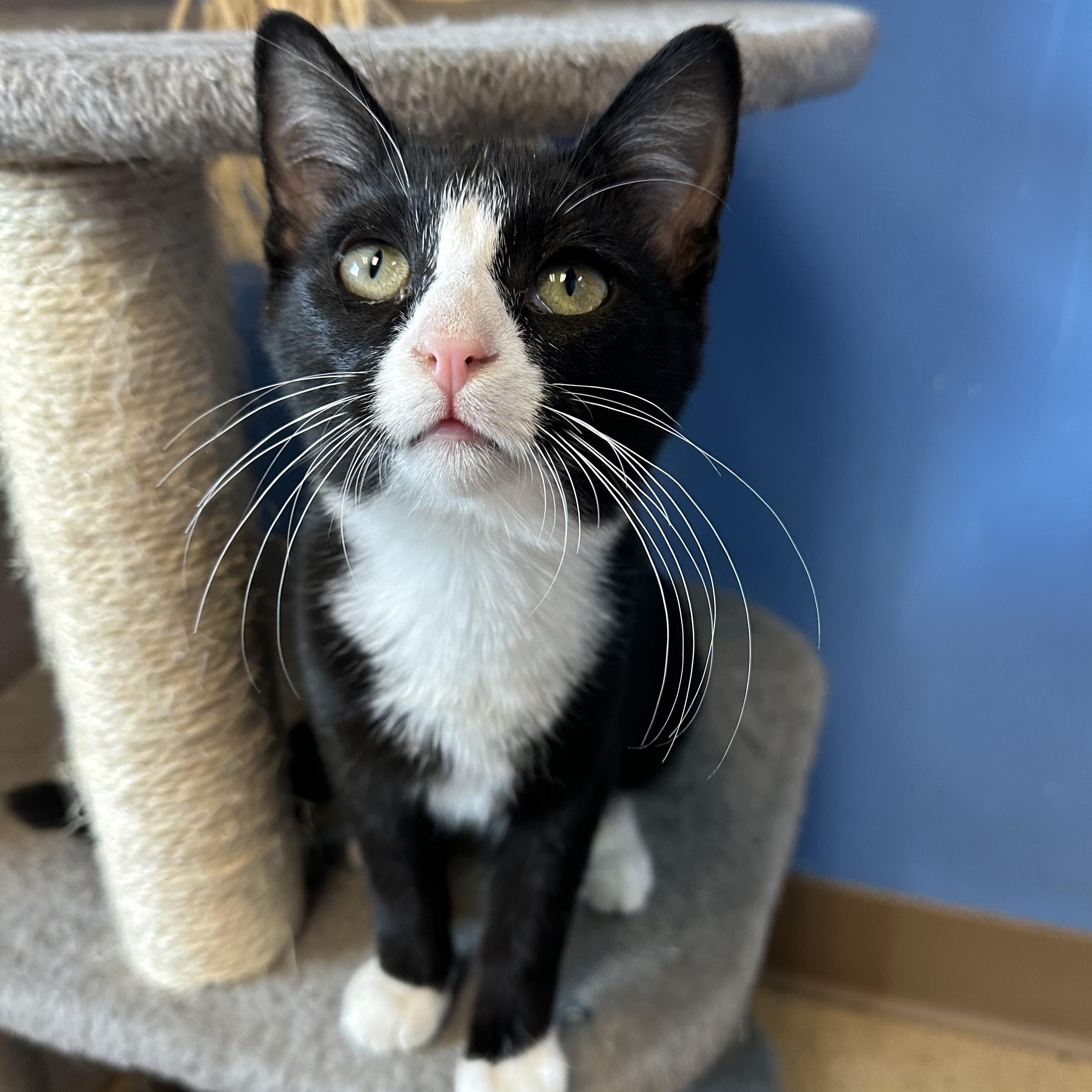Cleetus, an adoptable Domestic Short Hair in Brookings, SD, 57006 | Photo Image 1