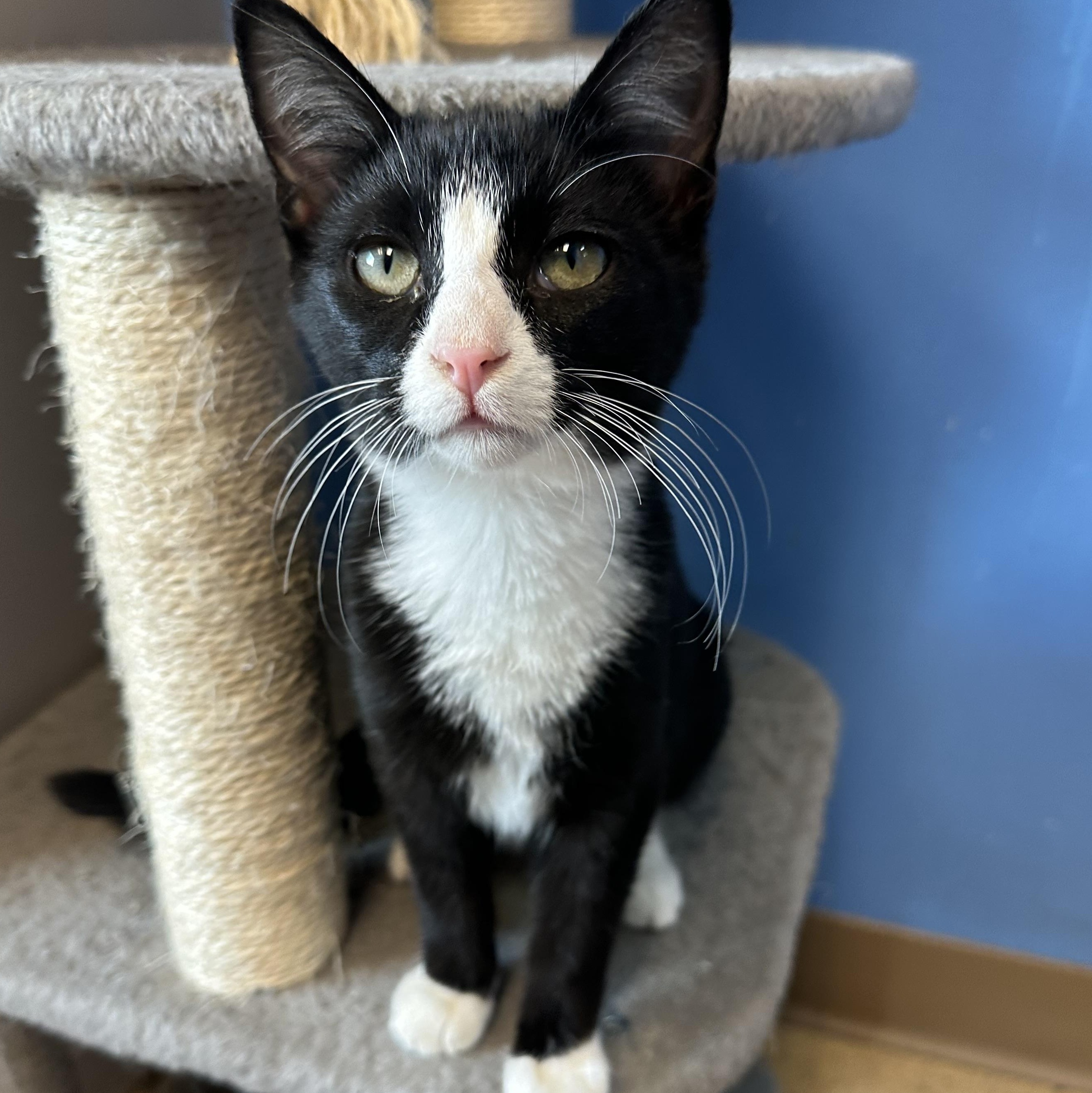 Cleetus, an adoptable Domestic Short Hair in Brookings, SD, 57006 | Photo Image 2