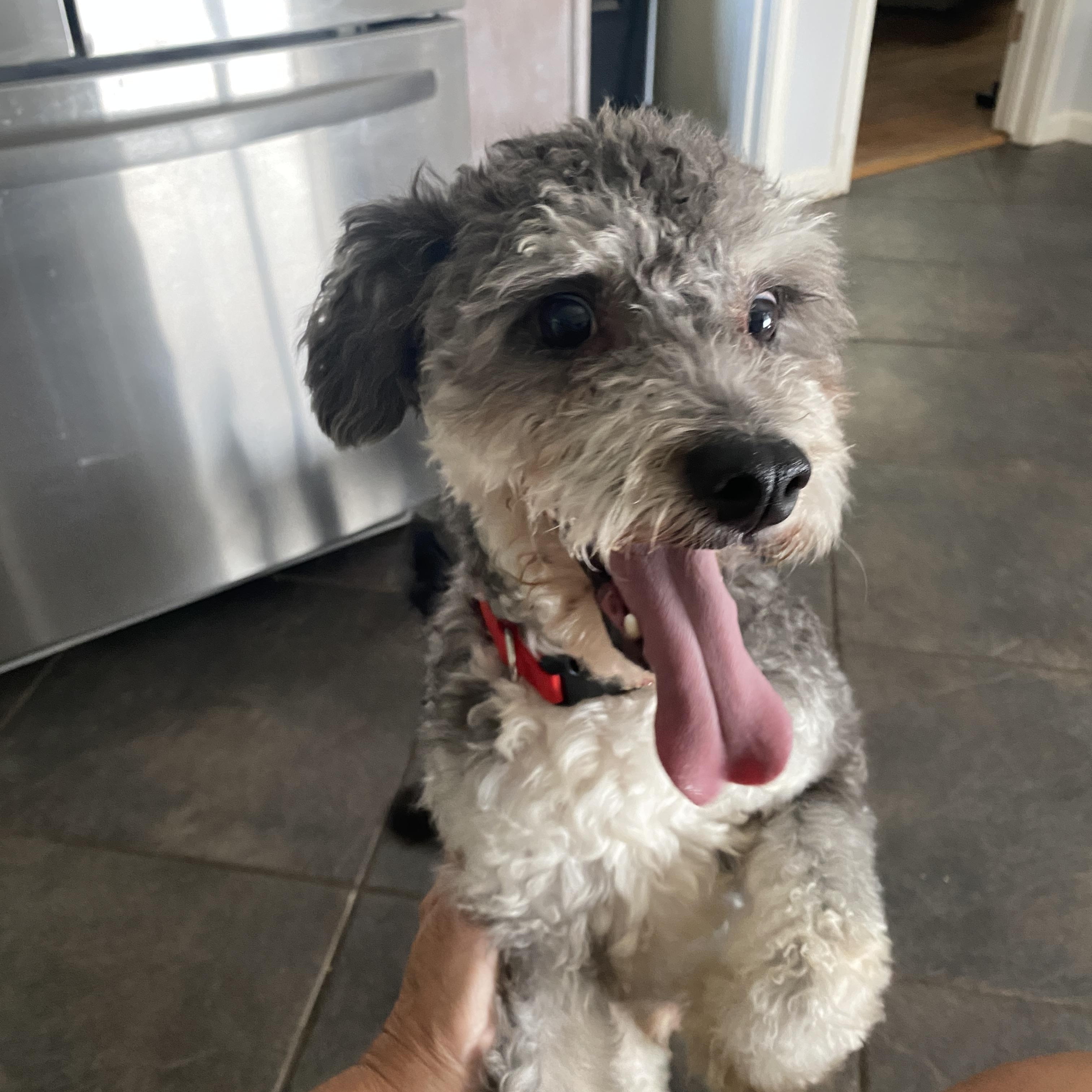 Shuggie, an adoptable Schnoodle in Plano, TX, 75025 | Photo Image 2