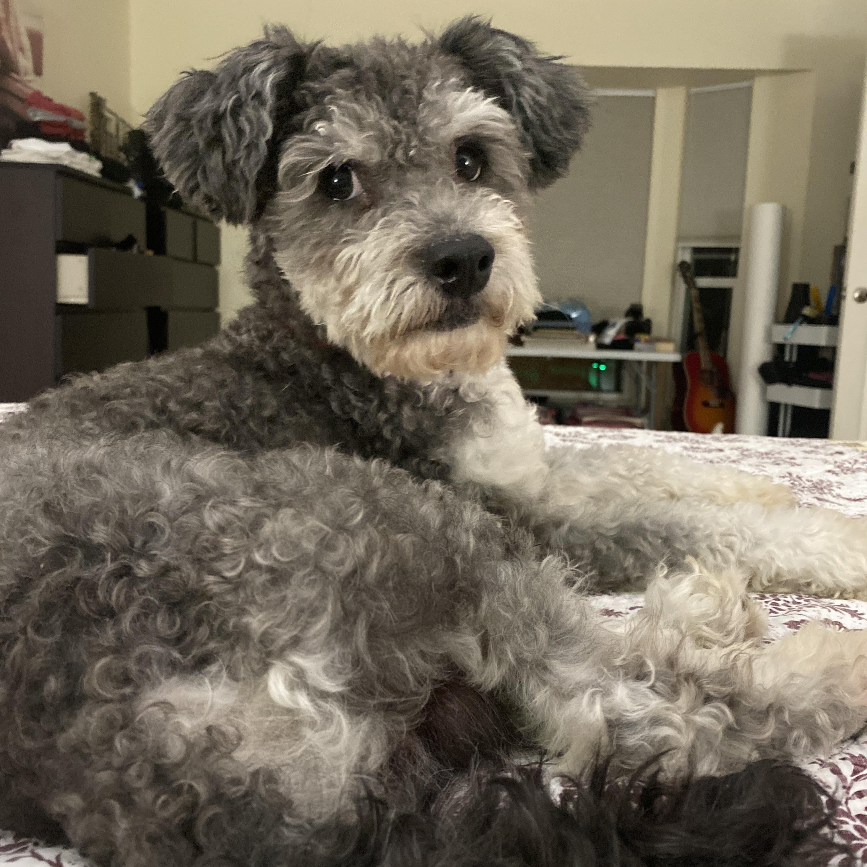 Shuggie, an adoptable Schnoodle in Plano, TX, 75025 | Photo Image 3