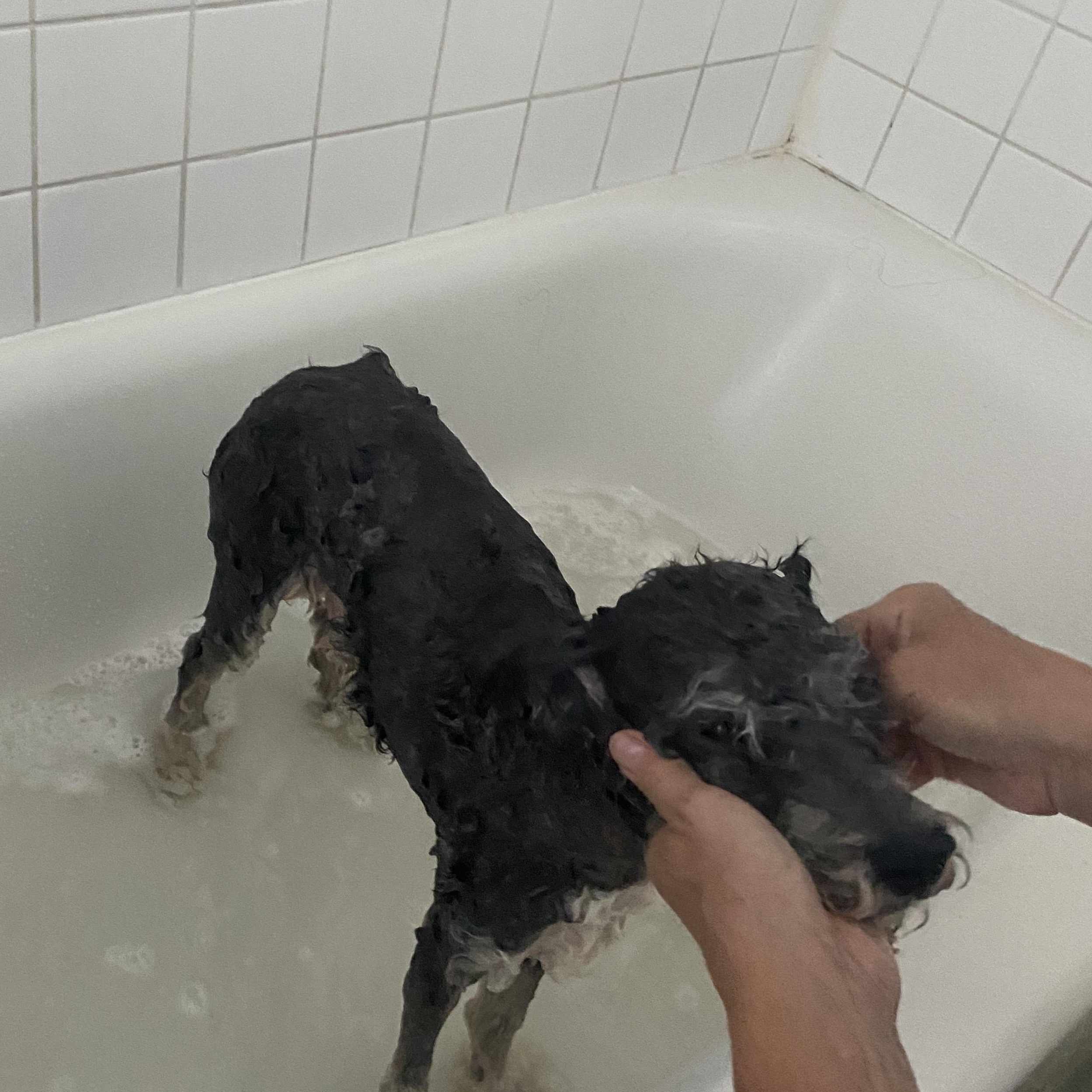 Shuggie, an adoptable Schnoodle in Plano, TX, 75025 | Photo Image 4