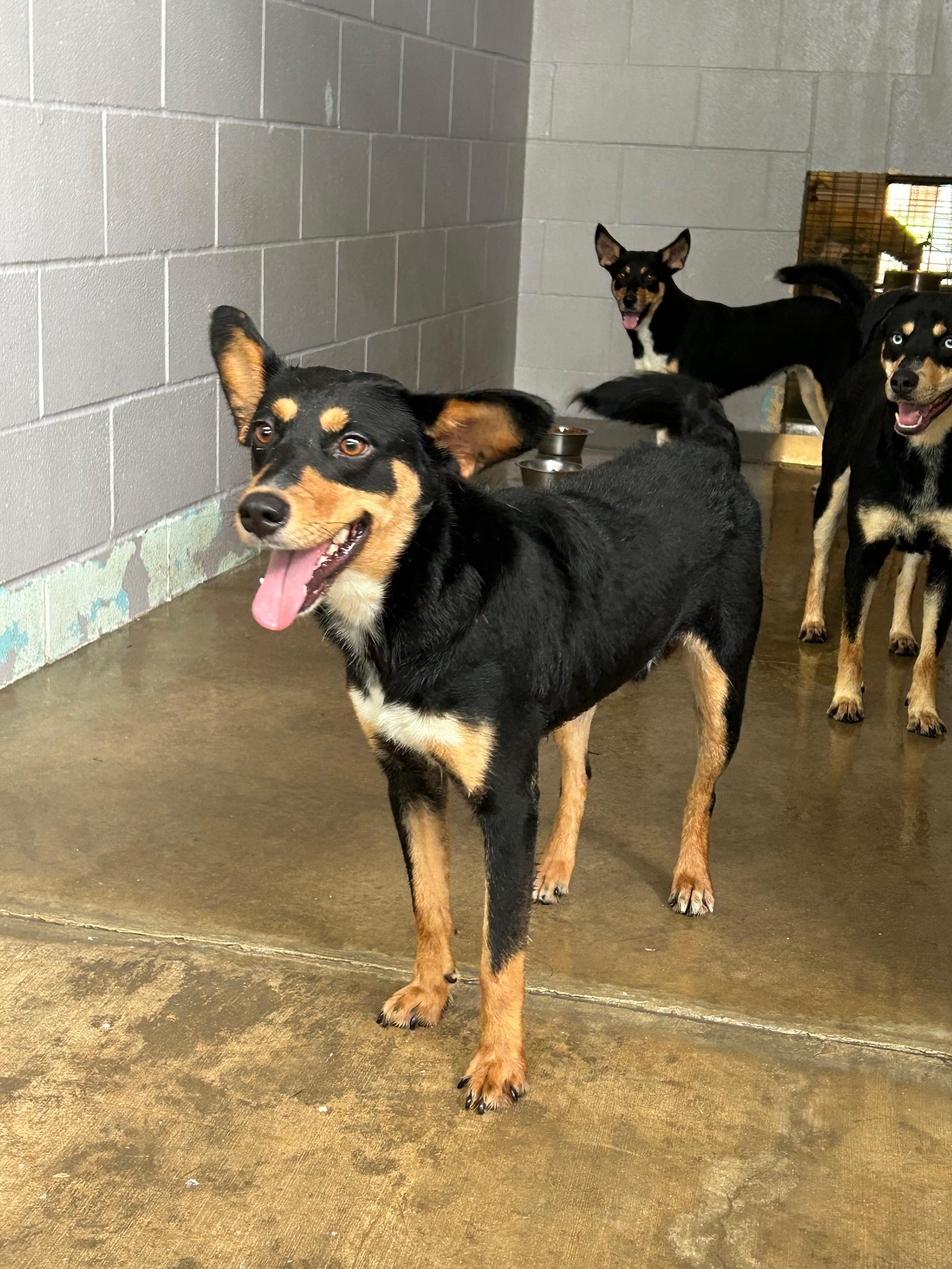 Mingo, Adoptable, Young Male Australian Kelpie.