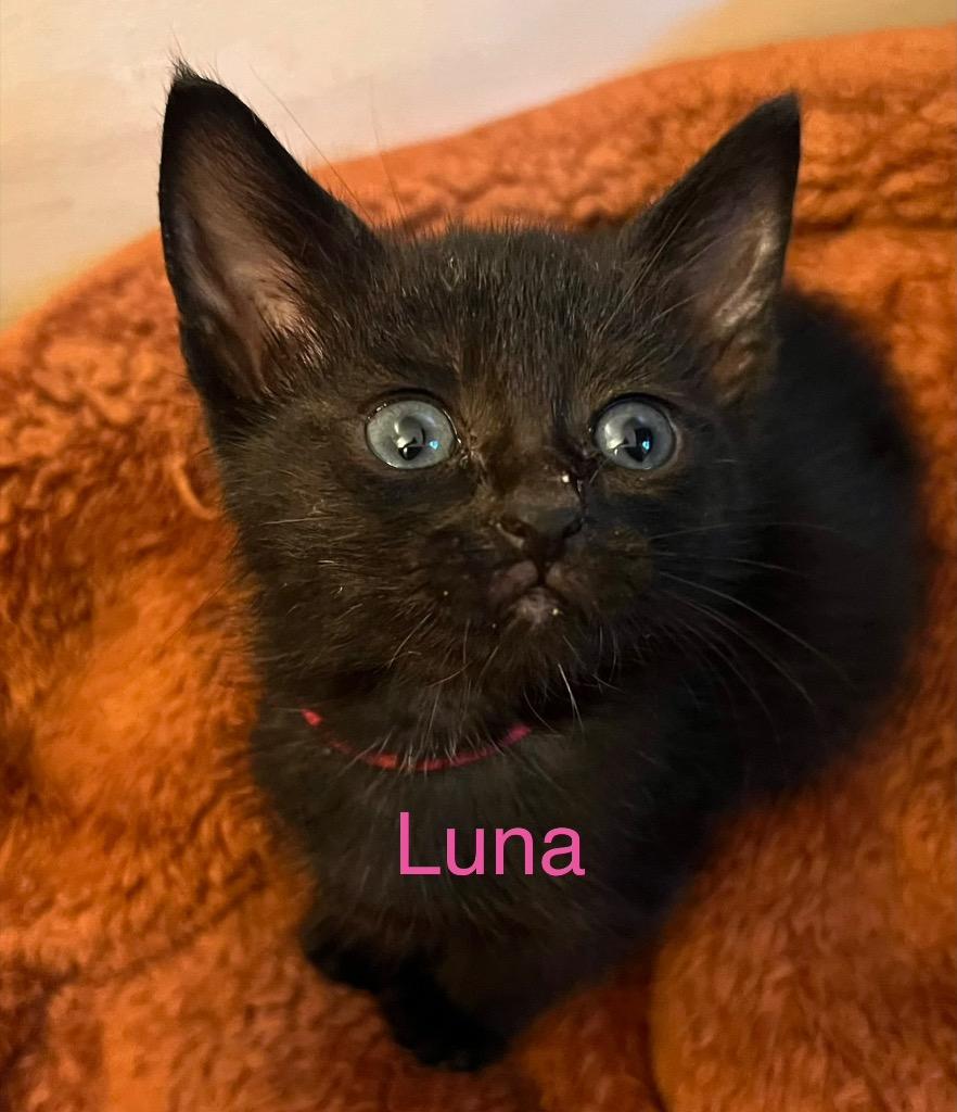 Luna, Adoptable, Kitten Female Domestic Short Hair.