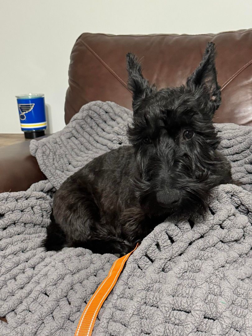 Maverick, Adopted, Young Male Scottish Terrier.