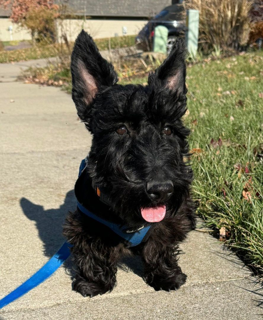Enlarge Maverick, a Adopted Scottish Terrier in St. Louis, MO image 2/4