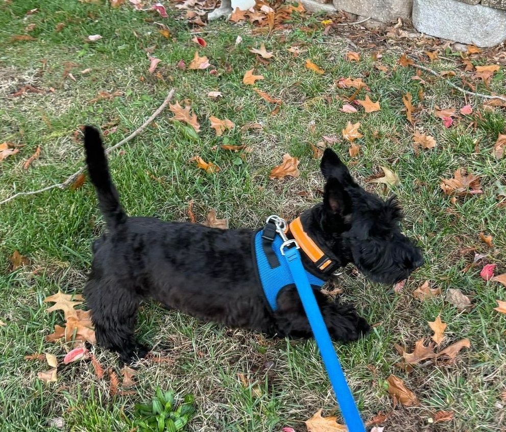 Enlarge Maverick, a Adopted Scottish Terrier in St. Louis, MO image 3/4