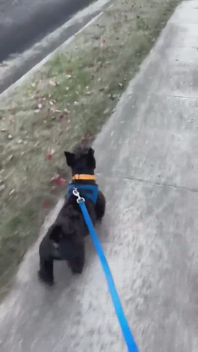 Enlarge Maverick, a Adopted Scottish Terrier in St. Louis, MO video 4/4