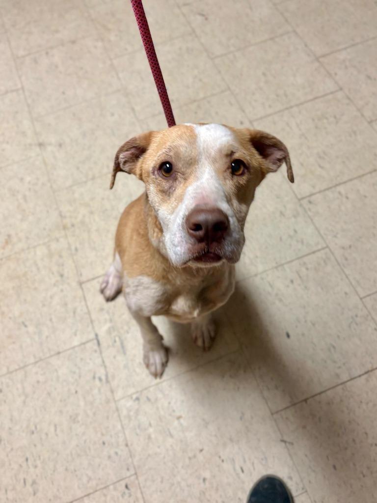 Hobby Lobby, Adoptable, Adult Female Pit Bull Terrier & Mixed Breed.