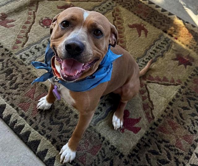 Enlarge BUDDY, a Adoptable mixed breed in San Luis Obispo, CA image 1/1