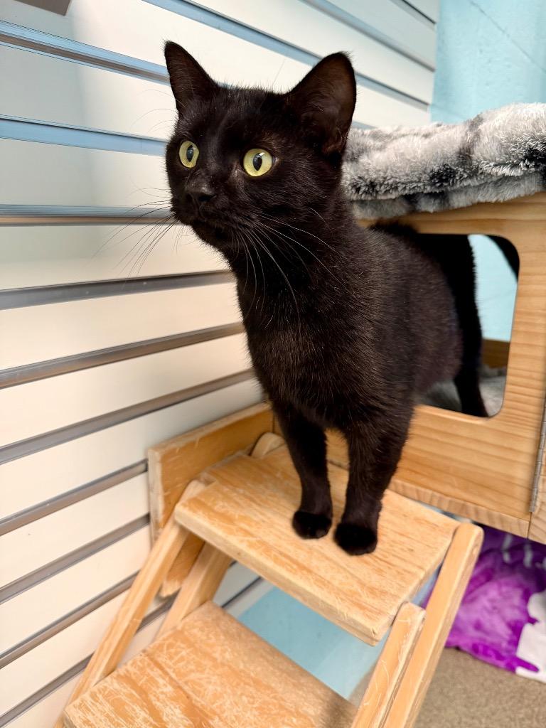 Panthera, Adoptable, Adult Female Domestic Short Hair.