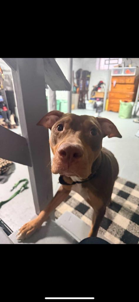 Willow, Adoptable, Adult Female Doberman Pinscher & American.