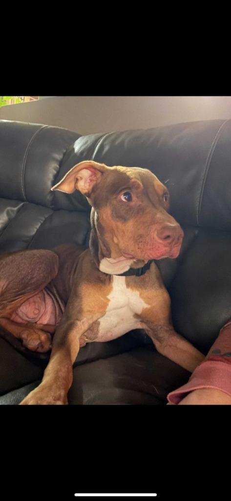 Willow, a Adoptable mixed breed in New Kensington, PA image 2/6