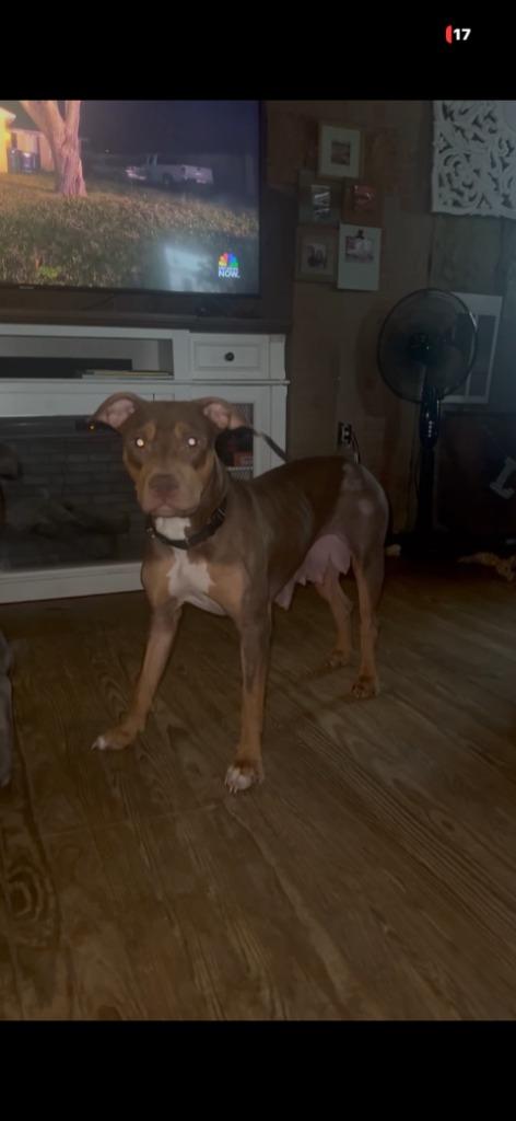 Willow, a Adoptable mixed breed in New Kensington, PA image 3/6