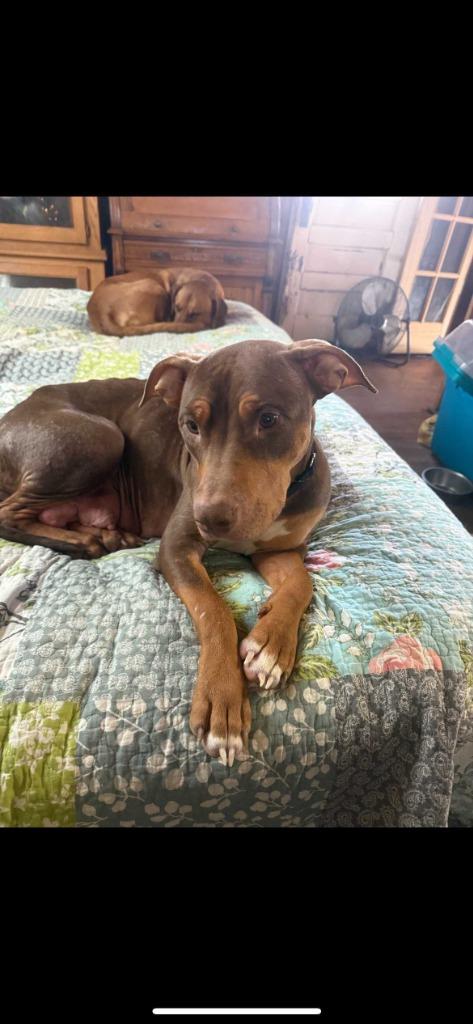 Willow, a Adoptable mixed breed in New Kensington, PA image 4/6