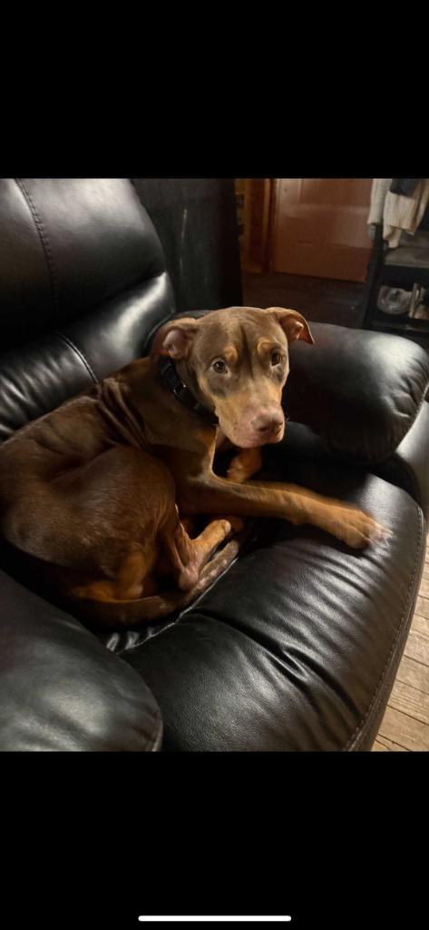 Willow, a Adoptable mixed breed in New Kensington, PA image 5/6