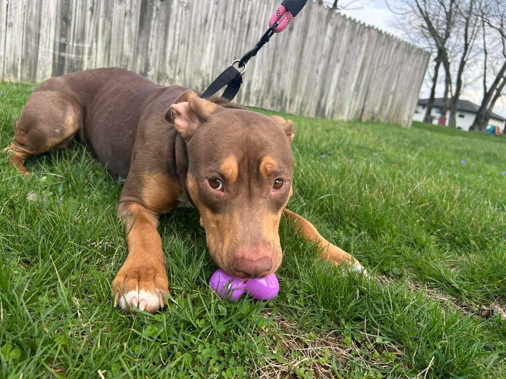 Willow, a Adoptable mixed breed in New Kensington, PA image 6/6