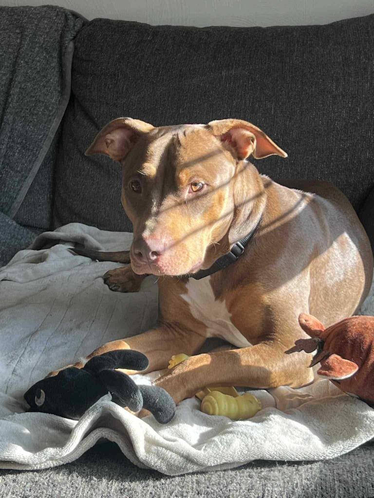 Willow, a Adoptable mixed breed in New Kensington, PA image 6/6