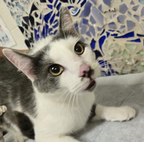 LIONEL, Adoptable, Adult Male Domestic Short Hair.
