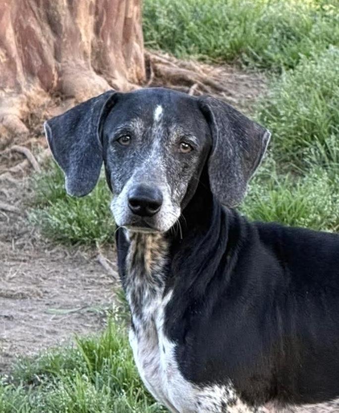 Hans, Adoptable, Senior Male Dachshund.