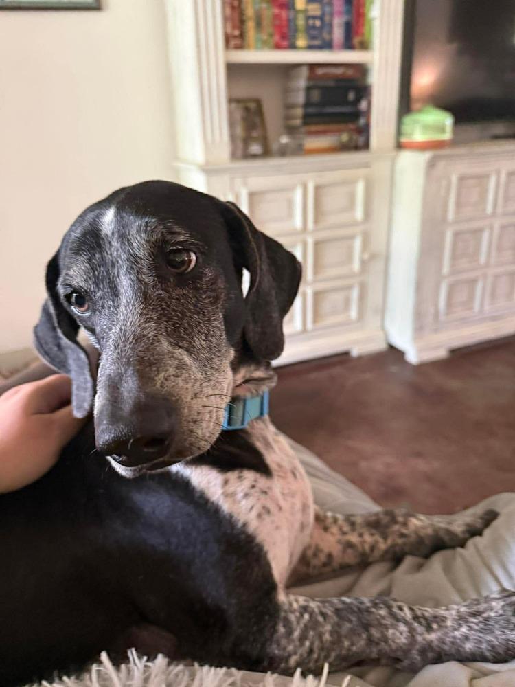 Enlarge Hans, a Adoptable mixed breed in Syracuse, NY image 3/6