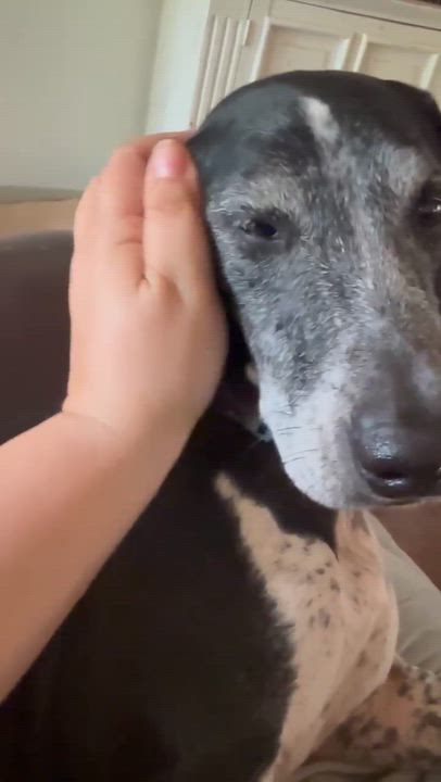 Enlarge Hans, a Adoptable mixed breed in Syracuse, NY video 5/6