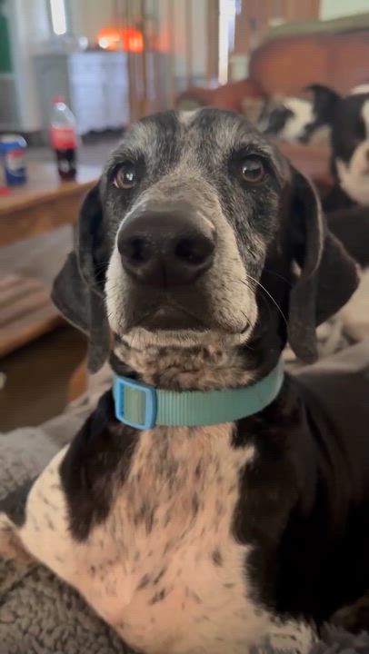 Enlarge Hans, a Adoptable mixed breed in Syracuse, NY video 6/6