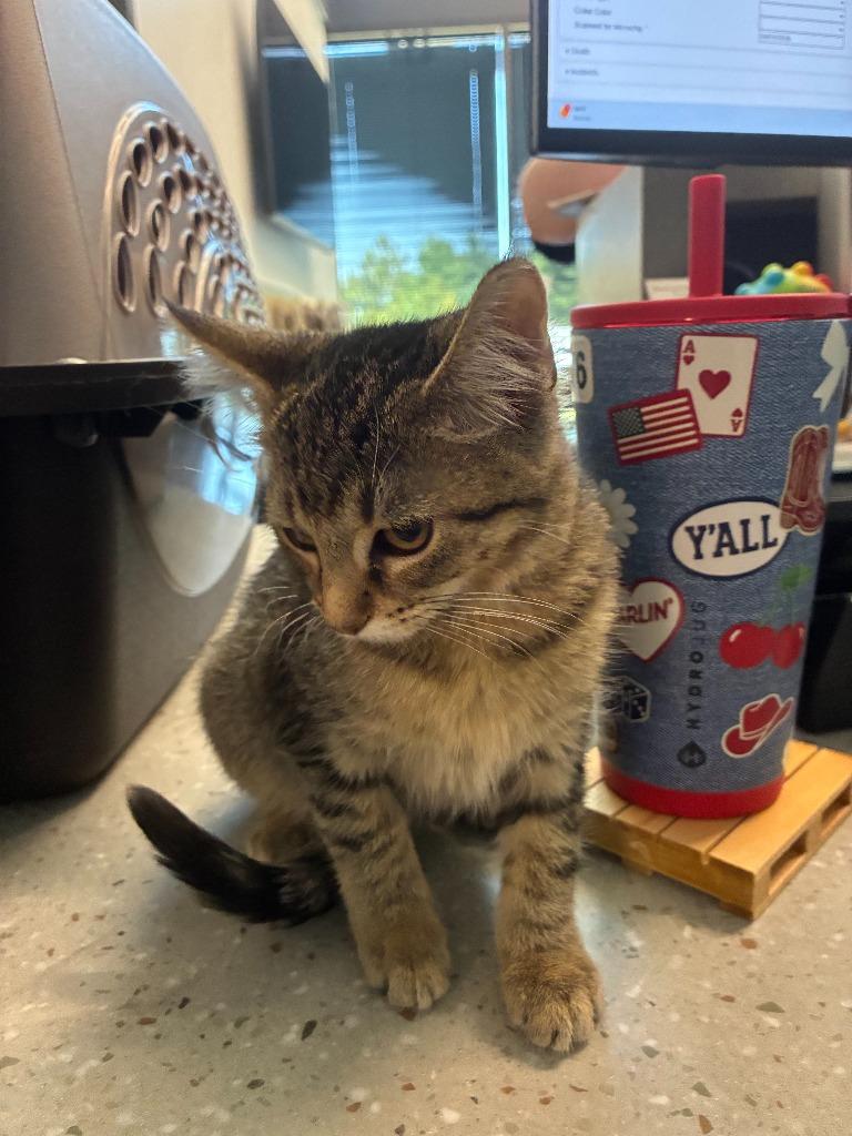 Howie blue collar, Adoptable, Kitten Female Domestic Short Hair.