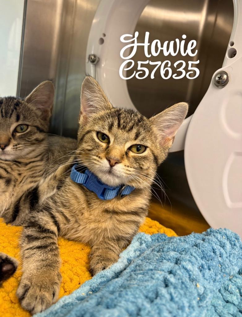 Enlarge Howie blue collar, a Adoptable mixed breed in Clarksville, TN image 2/2