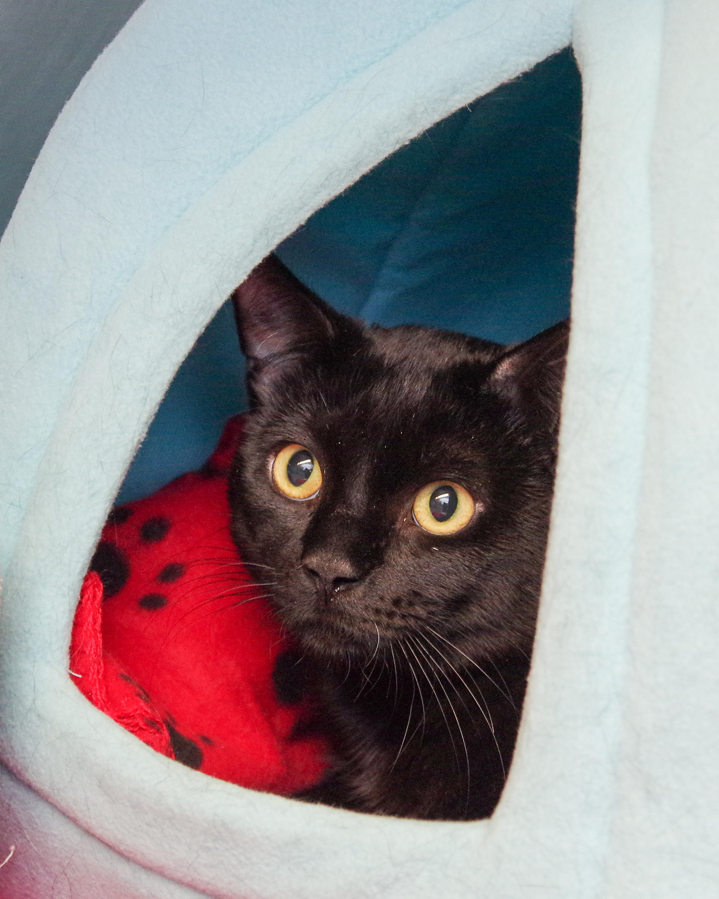Colt, ADOPTABLE, Young Male American Shorthair.