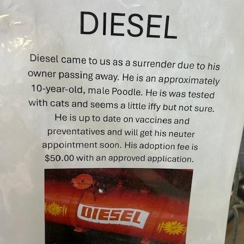 Enlarge Diesel, a ADOPTABLE mixed breed in Bryan, OH image 2/4