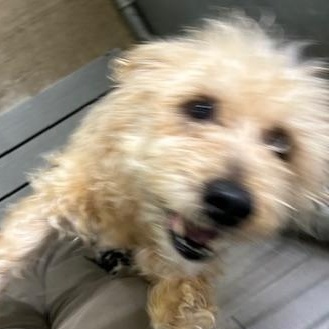 Enlarge Diesel, a ADOPTABLE mixed breed in Bryan, OH image 4/4