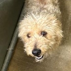 Enlarge Diesel, a ADOPTABLE mixed breed in Bryan, OH image 1/4