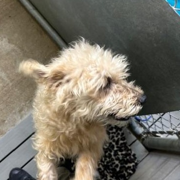 Enlarge Diesel, a ADOPTABLE mixed breed in Bryan, OH image 3/4