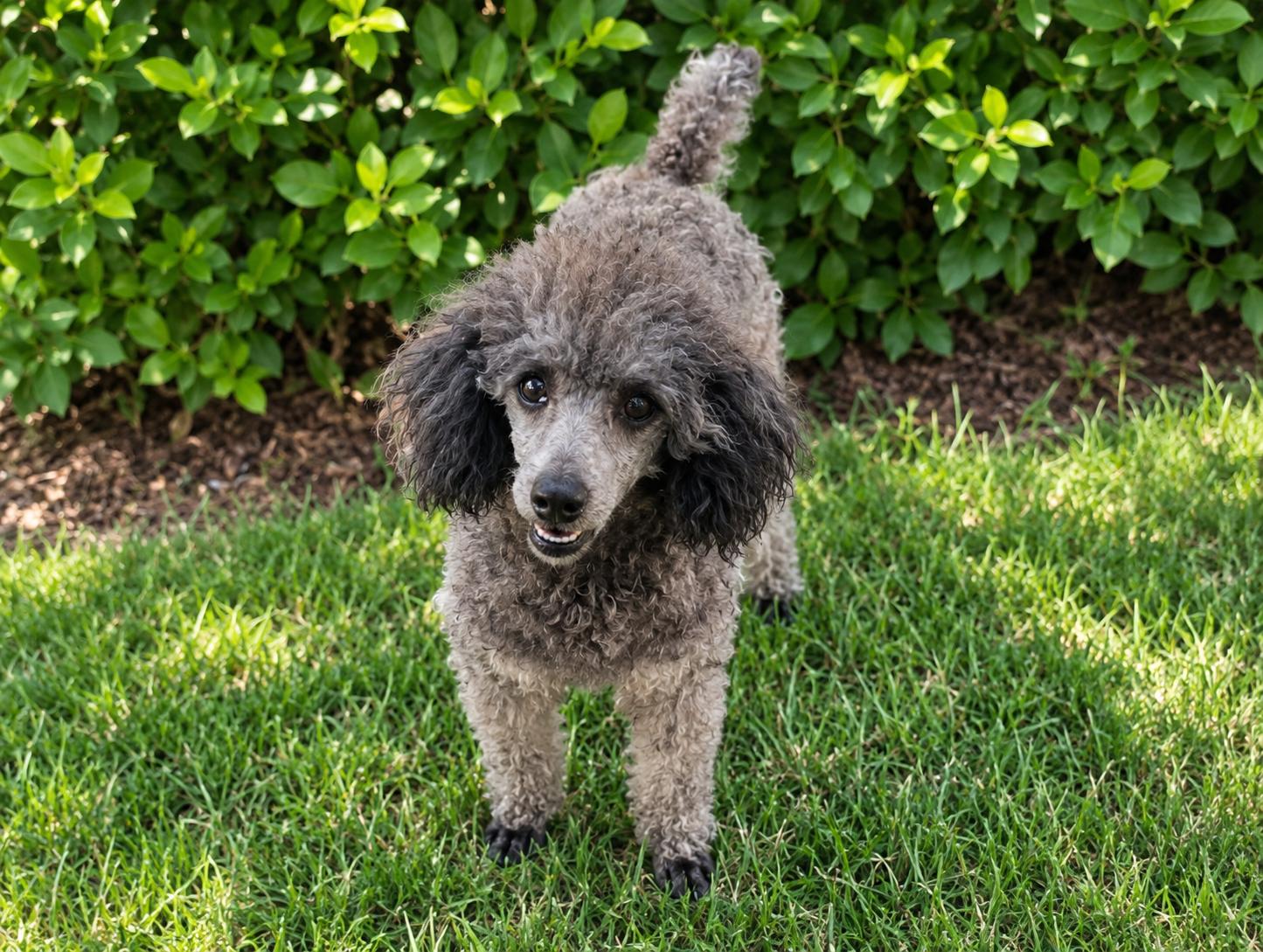 Enlarge Lee, a Adoptable mixed breed in Louisville, KY image 1/5