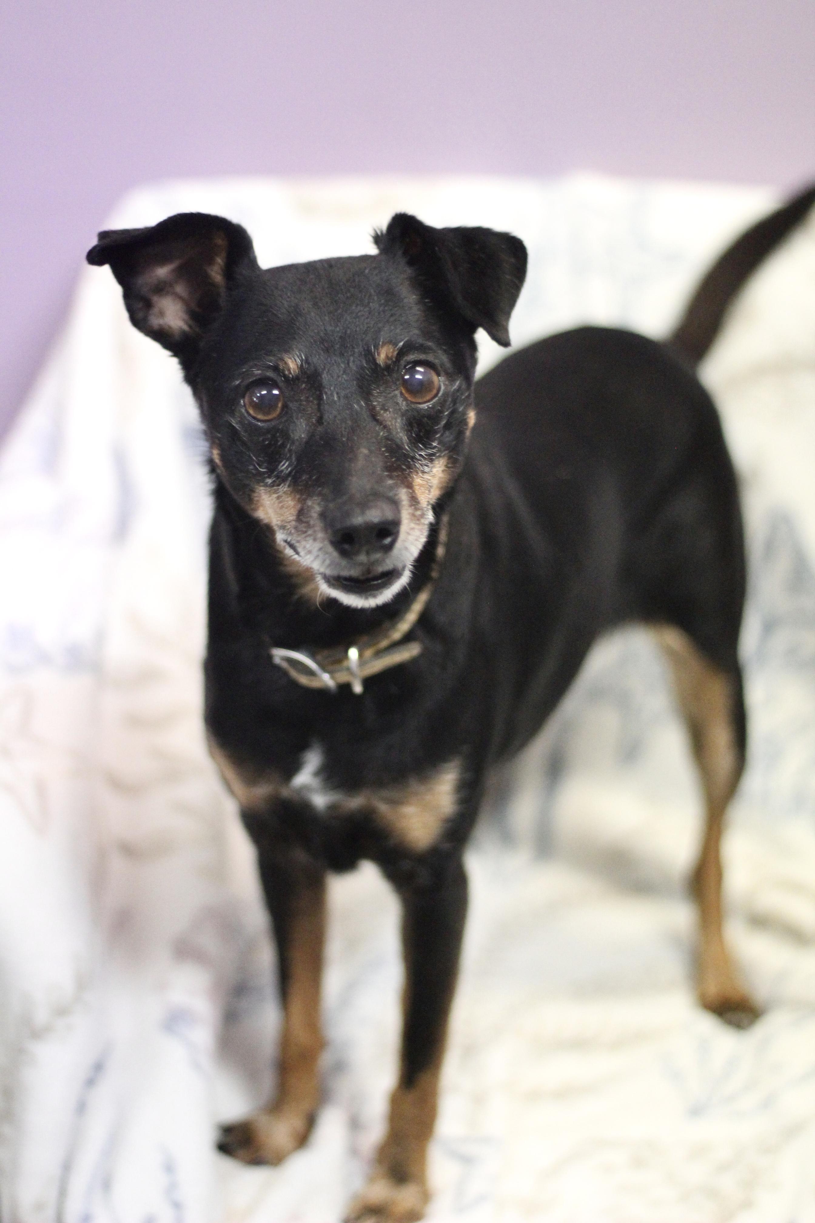 Enlarge Ruthie in NH. Come Meet our Adoptable Dogs Wednesday-Saturday. More info in Bio, a ADOPTABLE mixed breed in Manchester, NH image 3/3