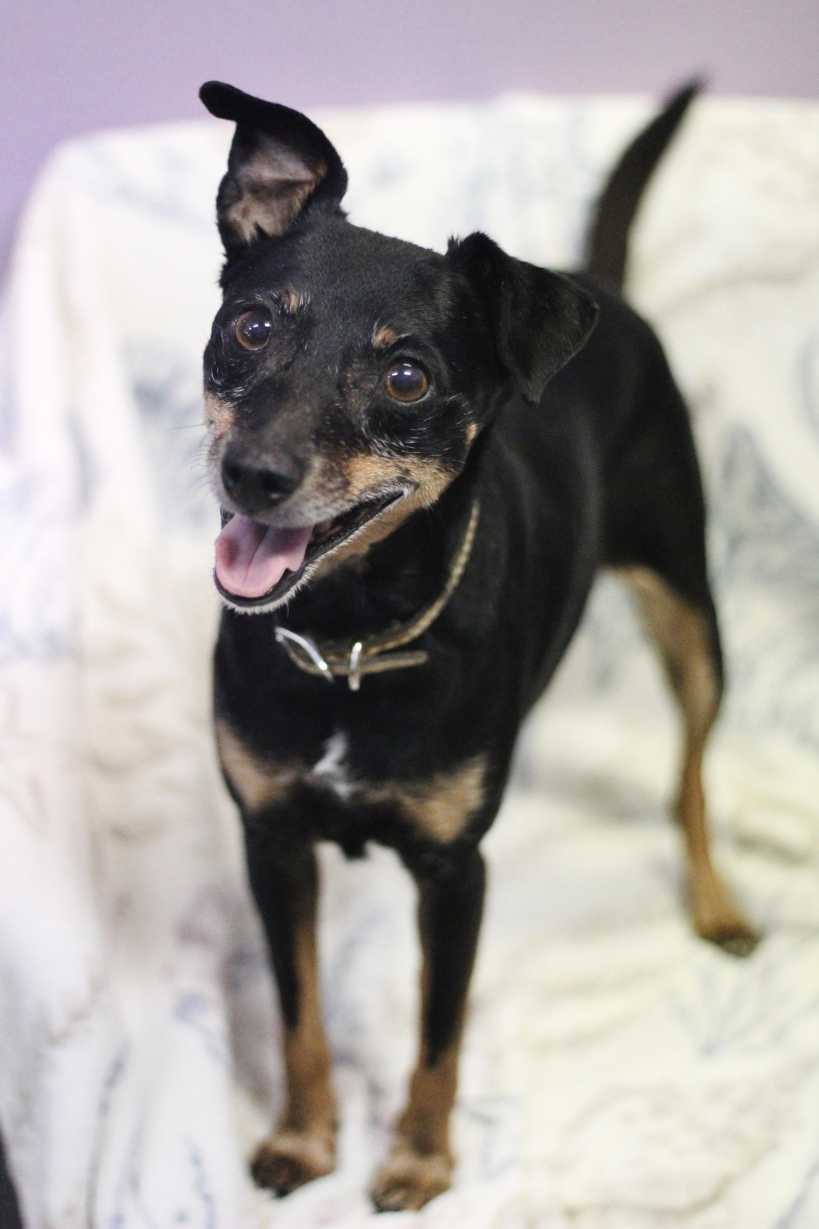 Ruthie in NH. Come Meet our Adoptable Dogs Wednesday-Saturday. More info in Bio, ADOPTABLE, Adult Female Rat Terrier.