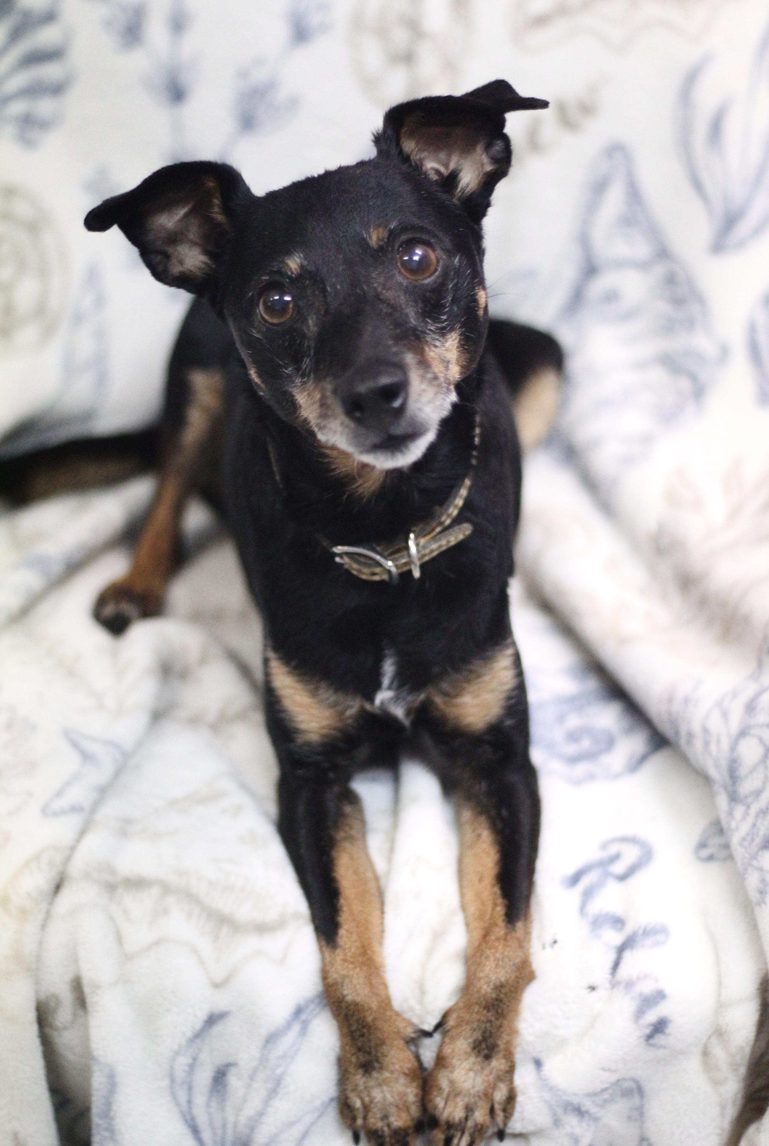 Enlarge Ruthie in NH. Come Meet our Adoptable Dogs Wednesday-Saturday. More info in Bio, a ADOPTABLE mixed breed in Manchester, NH image 2/3