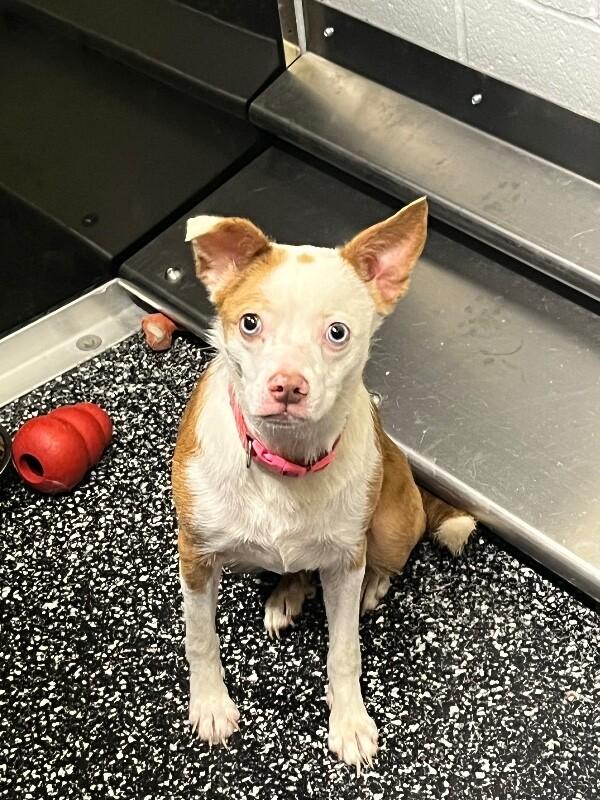 Roo, Adoptable, Adult Female Boston Terrier & Australian Shepherd.