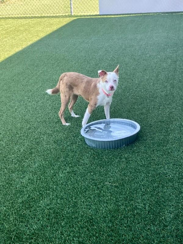 Enlarge Roo, a Adoptable mixed breed in Jackson, TN image 2/5