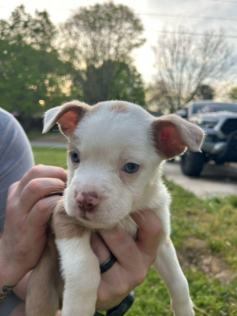 Enlarge Roo, a Adoptable mixed breed in Jackson, TN image 3/5