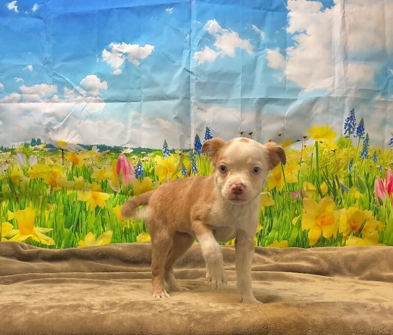 Enlarge Roo, a Adoptable mixed breed in Jackson, TN image 4/5
