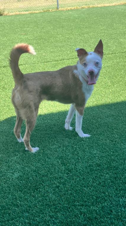 Enlarge Roo, a Adoptable mixed breed in Jackson, TN image 5/5