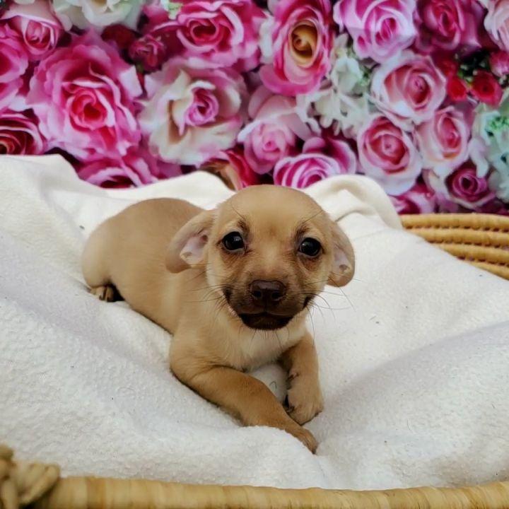 Enlarge Pecan, a Adopted mixed breed in Bakersfield, CA image 1/6