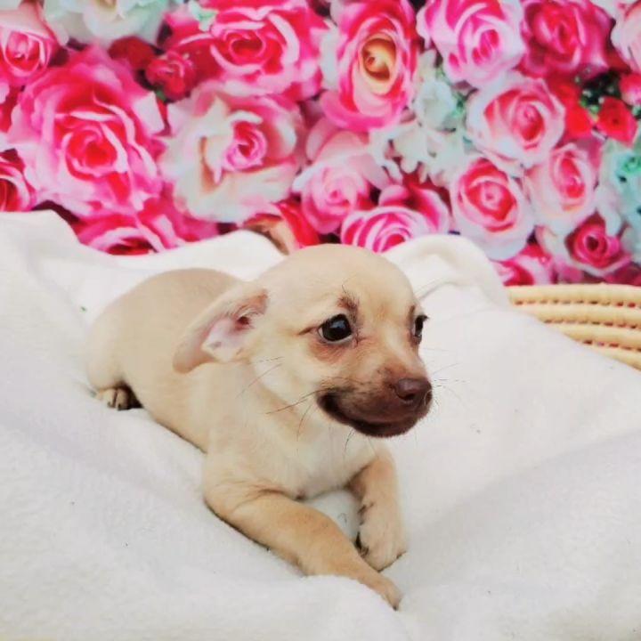 Enlarge Pecan, a Adopted mixed breed in Bakersfield, CA image 3/6