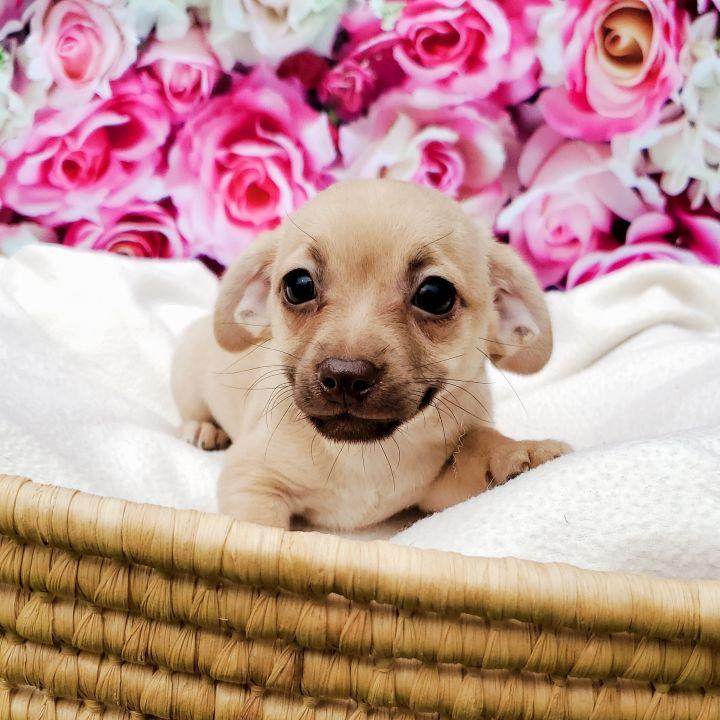 Enlarge Pecan, a Adopted mixed breed in Bakersfield, CA image 4/6